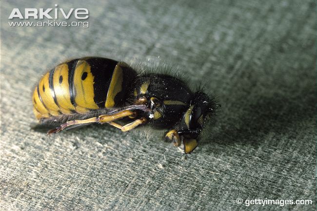 queen-common-wasp-hibernating