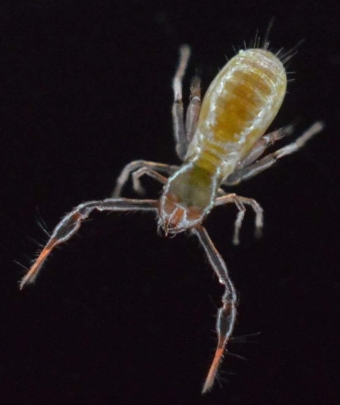 Chthonius ischnocheles, a species of pseudoscorpion which has been recorded in Shropshire ©LiamAndrews