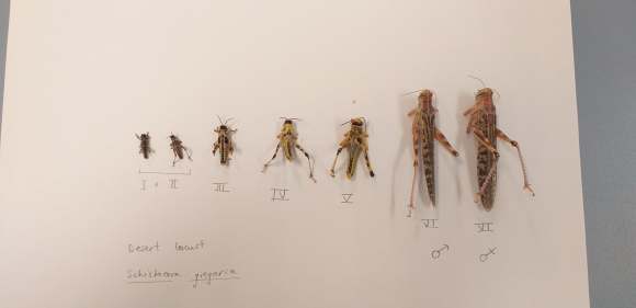 Larval instars of desert locust